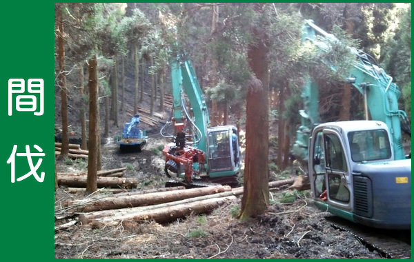 間伐